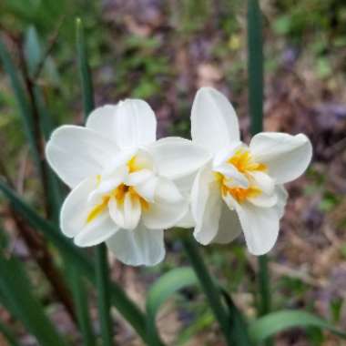 Daffodil 'Thalia' (Triandrus)