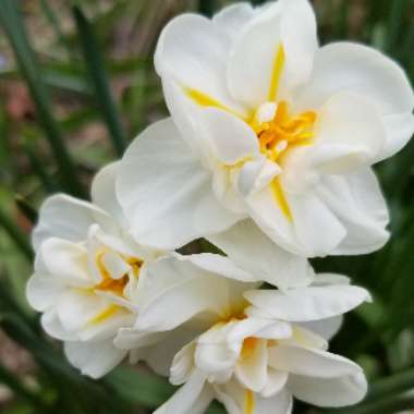 Nemesia 'Wisley Vanilla'