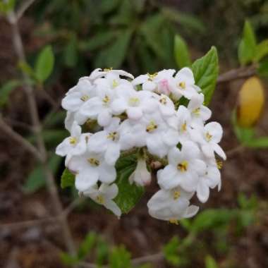 Hawthorn