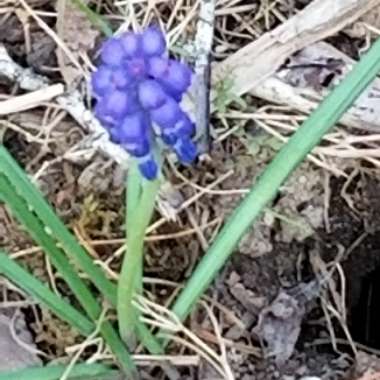 Grape Hyacinth