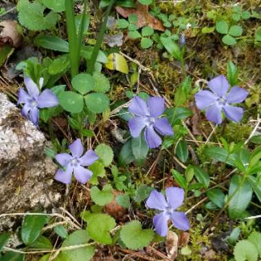 Lesser Periwinkle