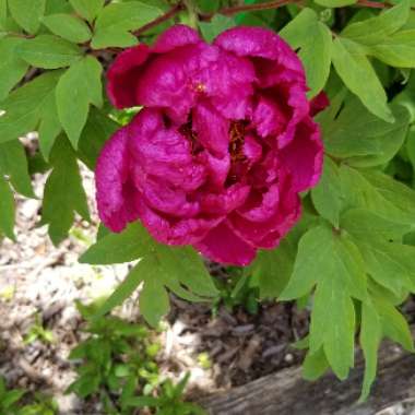 Peony 'Rosea Plena' (Herbaceous)