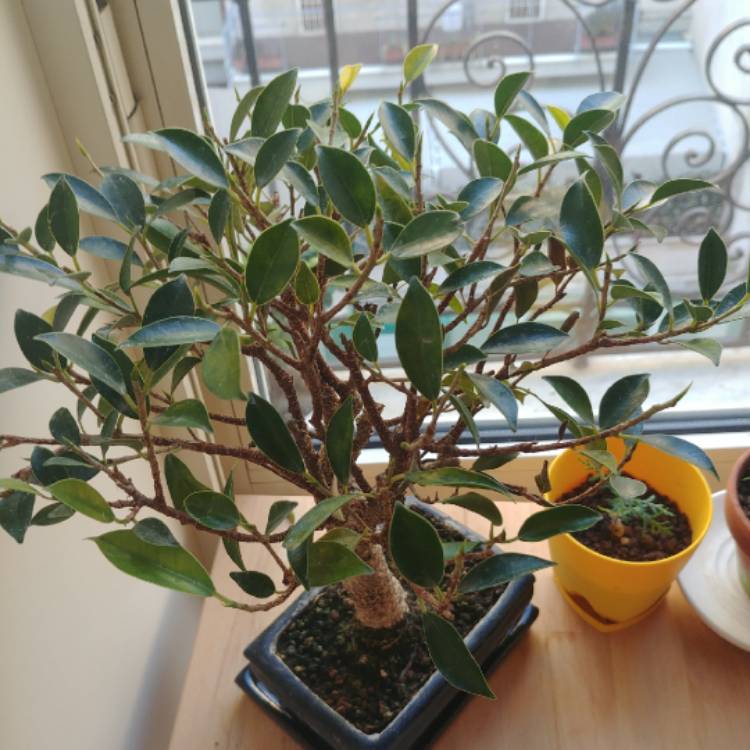 Plant image Ficus retusa (Bonsai)