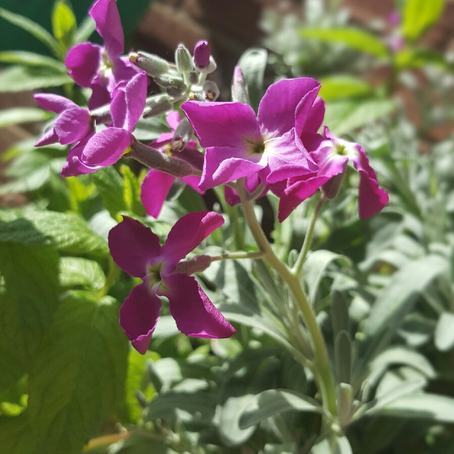 Plant image Matthiola Bicornis 'Starlight Scentsation'