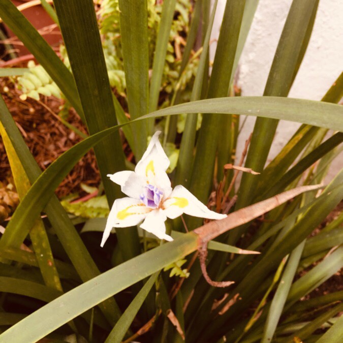 Plant image Dietes iridioides syn. Moraea iridioides, Moraea vegeta, Dietes vegeta