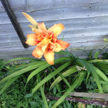 Daylily 'Frans Hals'