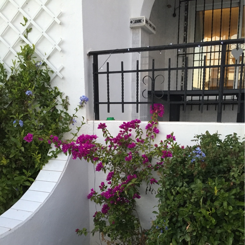 Bougainvillea 'Elsbeth'