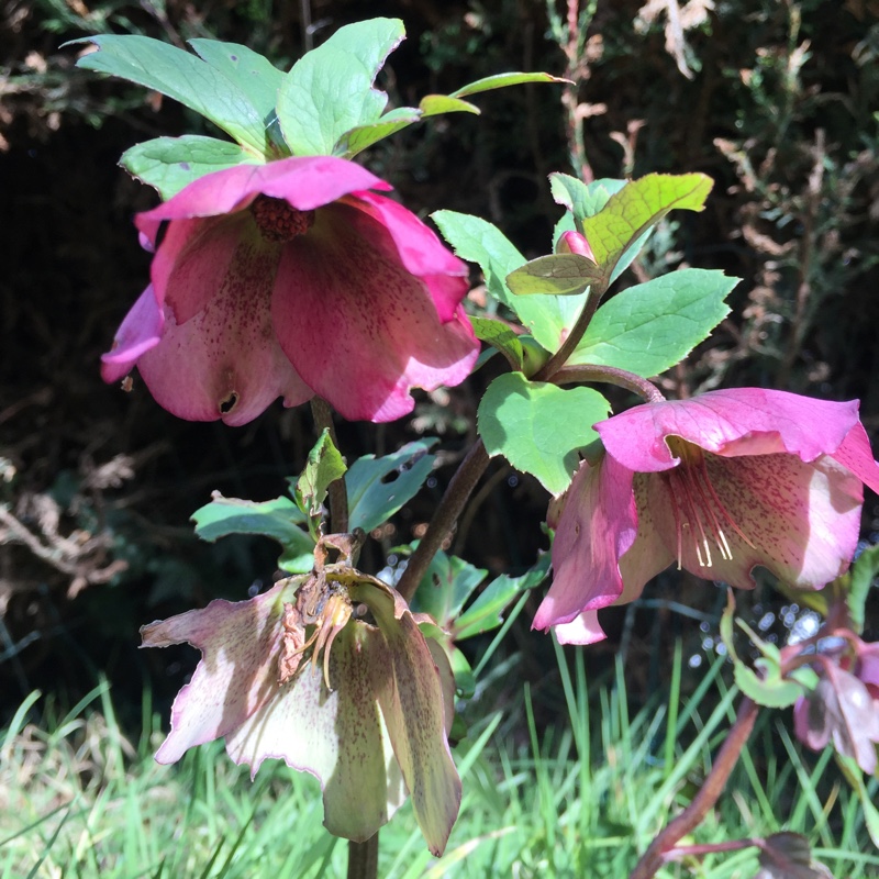 Plant image Helleborus x hybridus 'Queen Of The Night' (Queen Series)