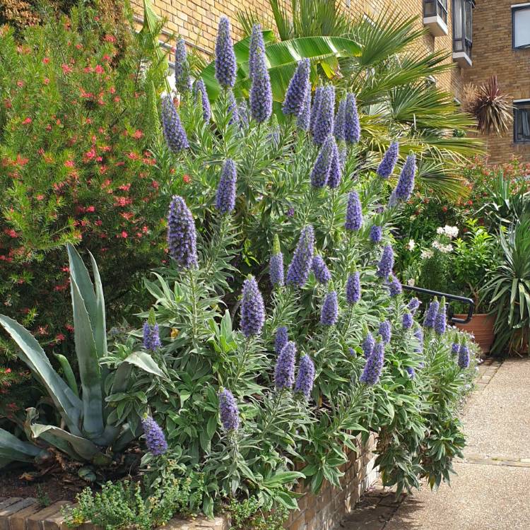 Plant image Echium candicans syn. Echium fastuosum