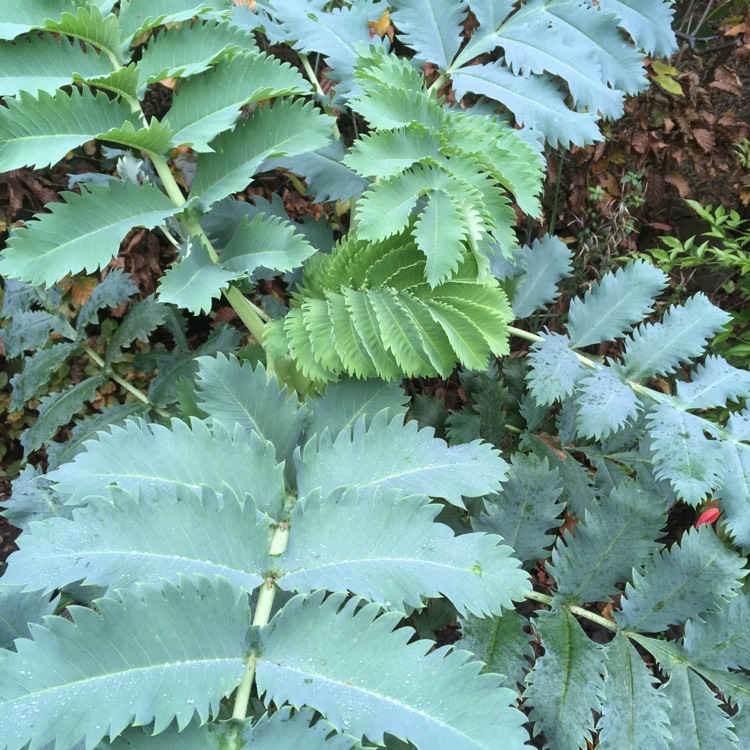 Plant image Melianthus major 'Purple Haze'