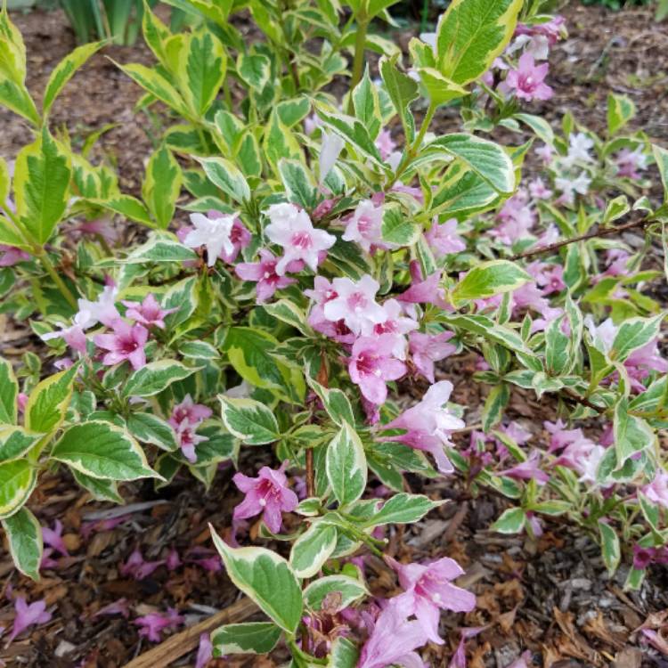 Plant image Weigela 'Kosteriana Variegata'