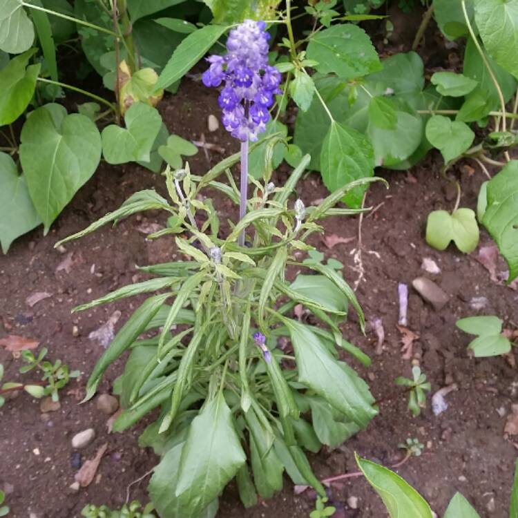 Plant image Salvia farinacea 'Victoria Blue'