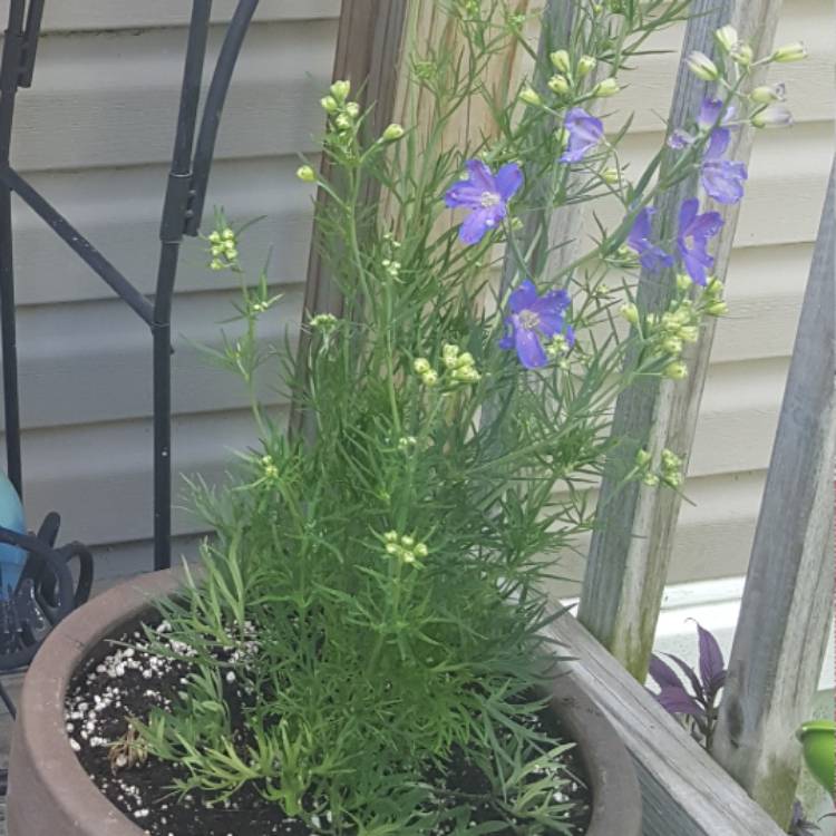 Plant image Delphinium grandiflorum 'Blue Mirror'