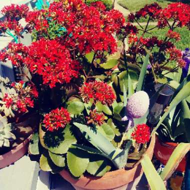 Kalanchoe 'Blossfeldiana'