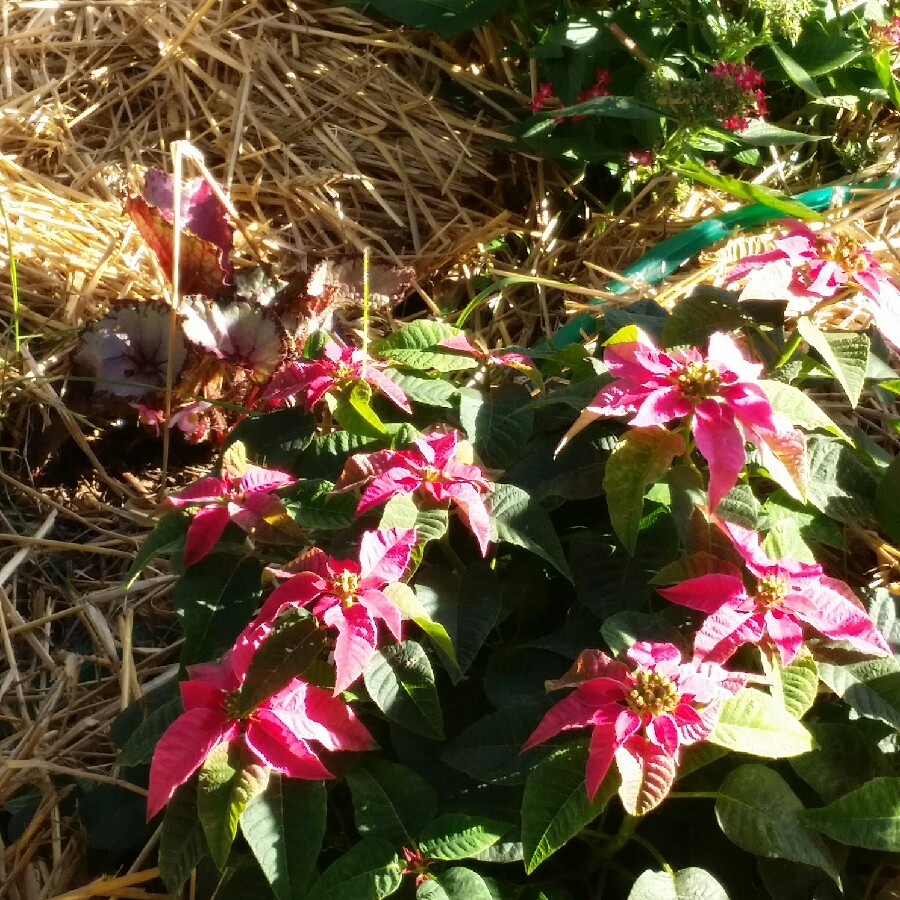 Poinsettia 'Lemon Snow'