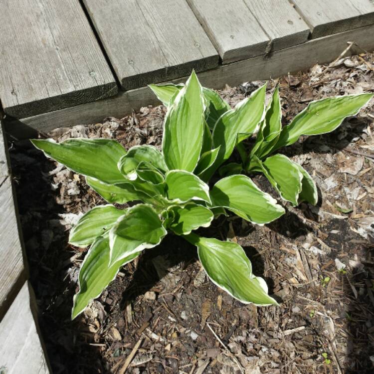 Plant image Hosta 'Blue Ivory'