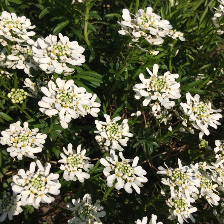 Plant image Iberis sempervirens 'Golden Candy'