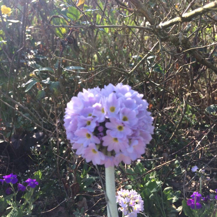 Plant image Primula denticulata 'Confetti Blue'