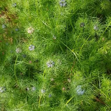 Love-in-a-mist