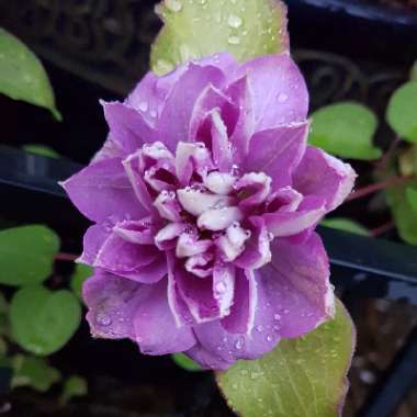 Clematis 'Princess Charlotte'