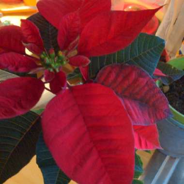 Poinsettia 'Winter Rose Early Red'