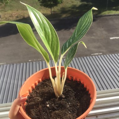 Chinese Evergreen 'Maria'