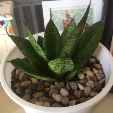 Birds-nest snake plant