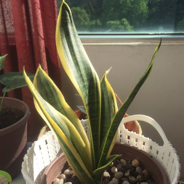 Variegated Snake Plant