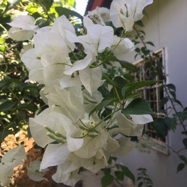 Bougainvillea 'White Cascade'