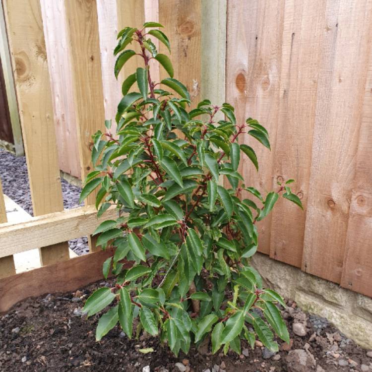 Plant image Prunus lusitanica 'Variegata'