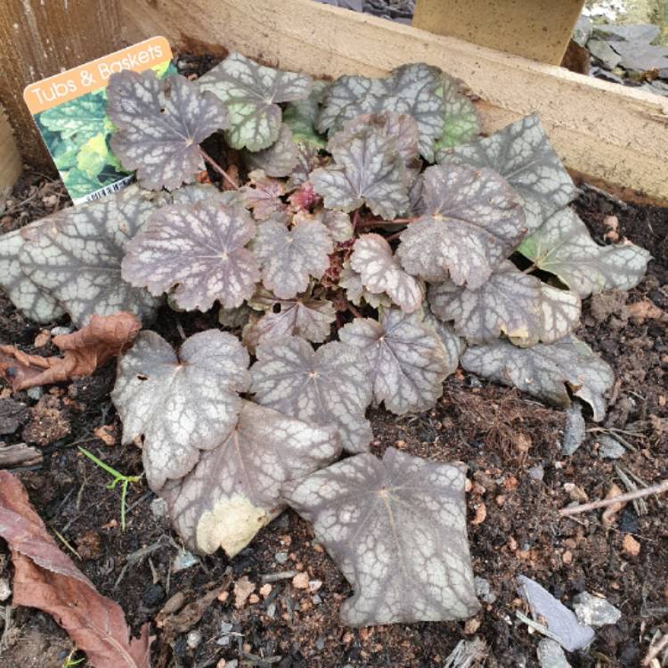 Plant image Heuchera 'Marvelous Marble'