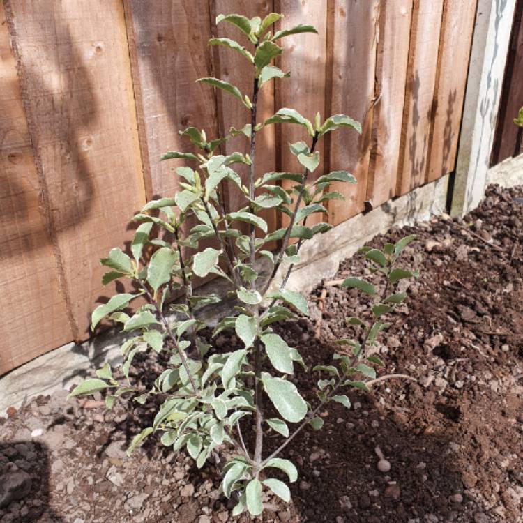 Plant image Pittosporum tenuifolium 'Silver Queen'