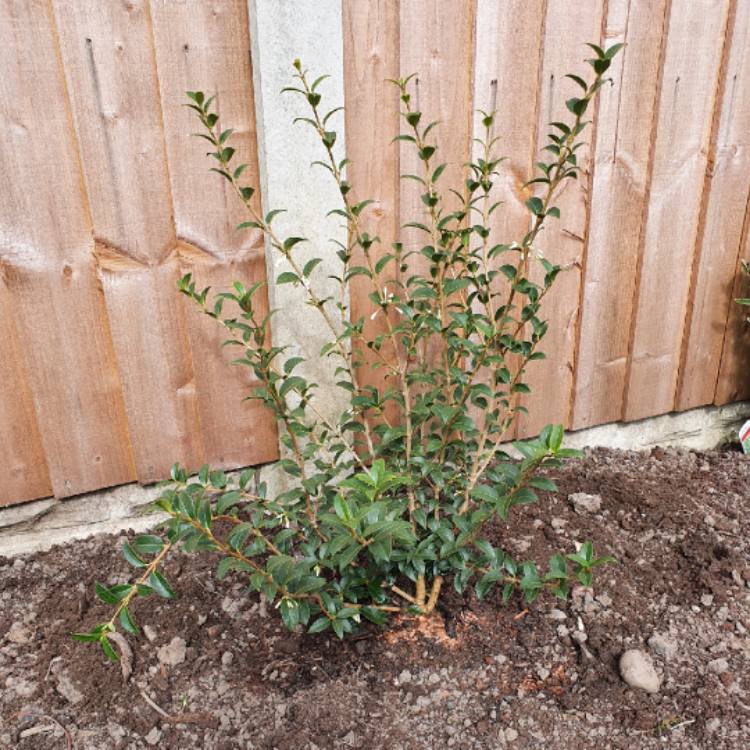 Plant image Osmanthus x burkwoodii