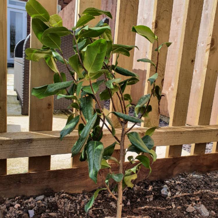 Plant image Camellia japonica 'Silver Anniversary'