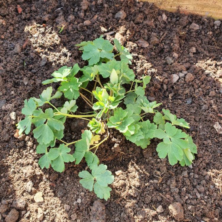 Plant image Aquilegia 'Spring Magic'