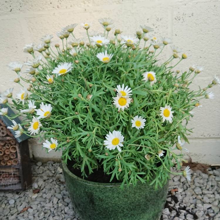 Plant image Argyranthemum frutescens 'Dana'