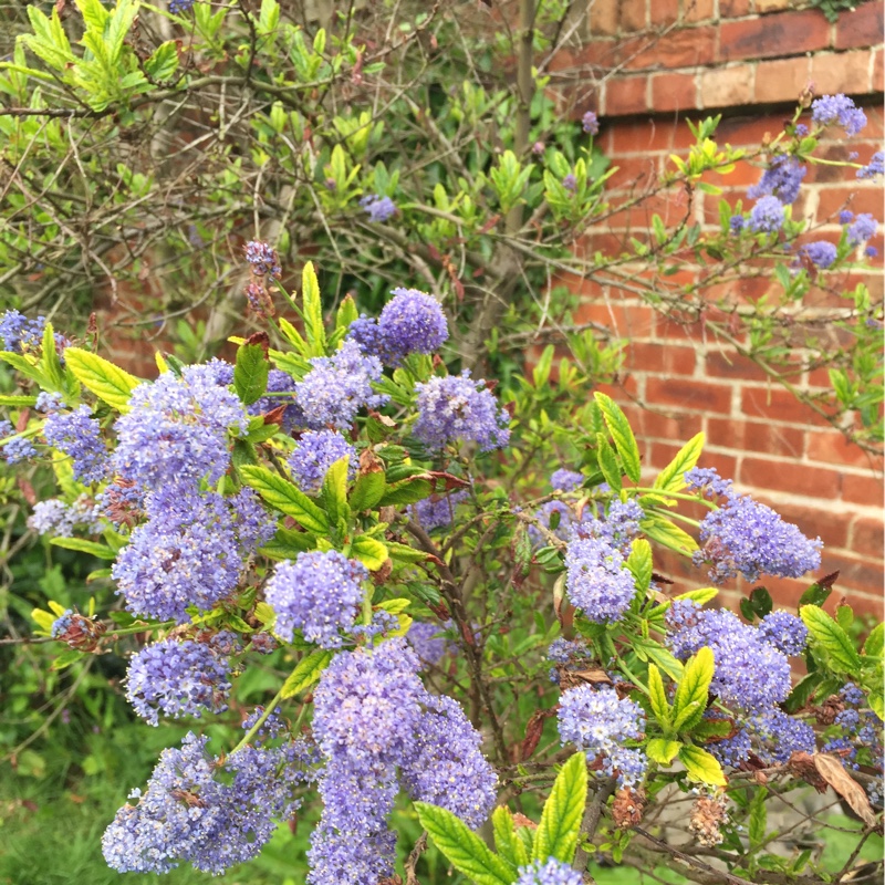 Californian Lilac 'Puget Blue'