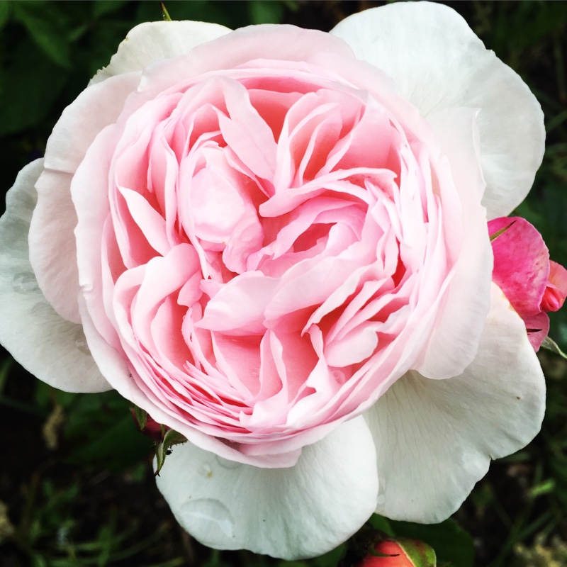 Rose 'Eden Rose 88' (Climbing)