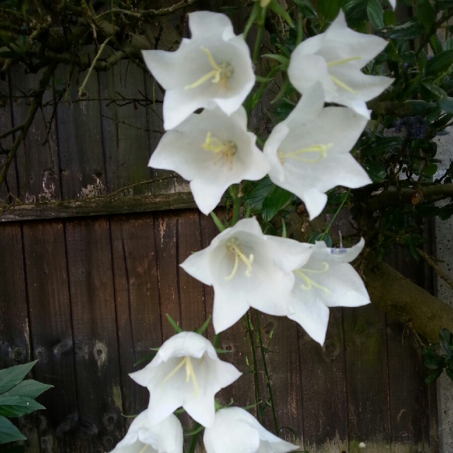 Plant image Campanula persicifolia f. alba