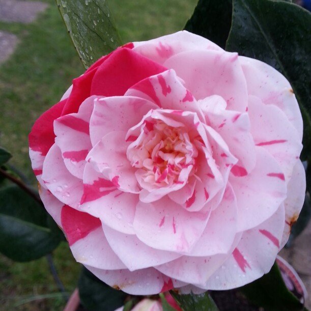 Plant image Camellia japonica 'Lavinia Maggi' syn. Camellia japonica 'Contessa Lavinia Maggi'