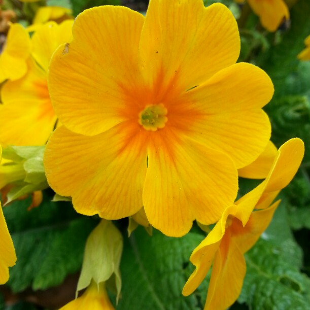 Plant image Primula acaulis 'Primlet Golden Shades'