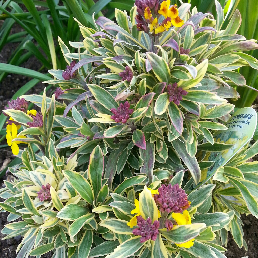 Plant image Erysimum cheiri