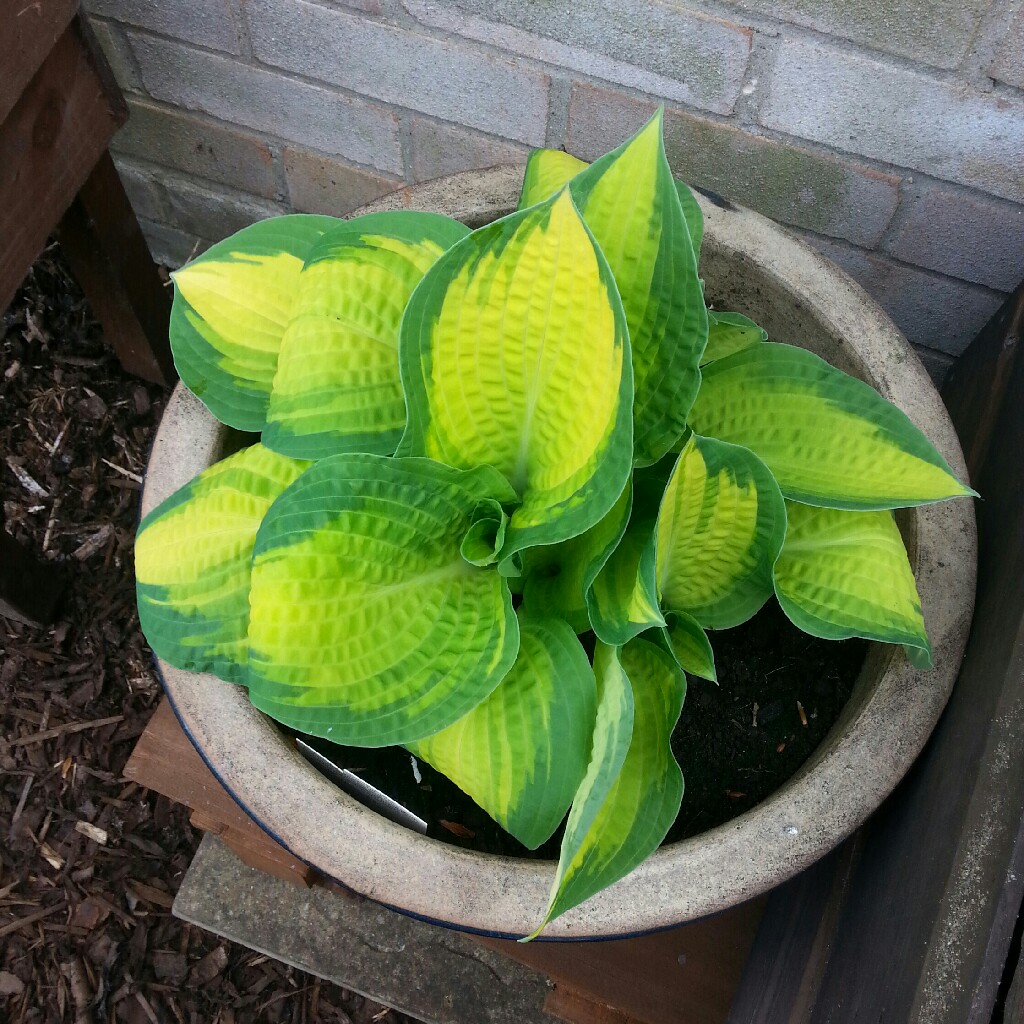 Plant image Hosta 'Dinner Jacket'