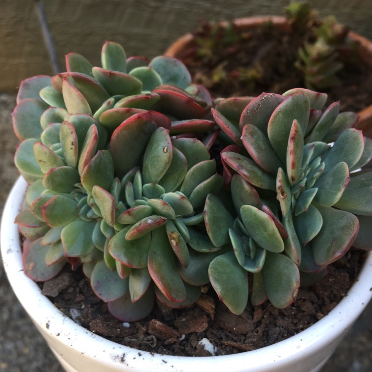 Plant image Echeveria Briar Rose Cristata