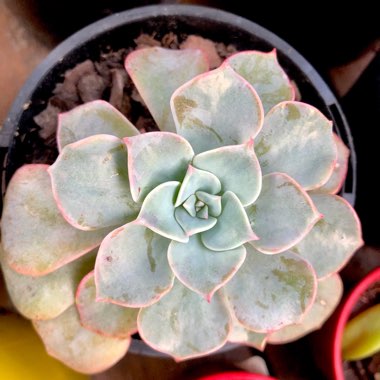 xGraptoveria Coconut Ice