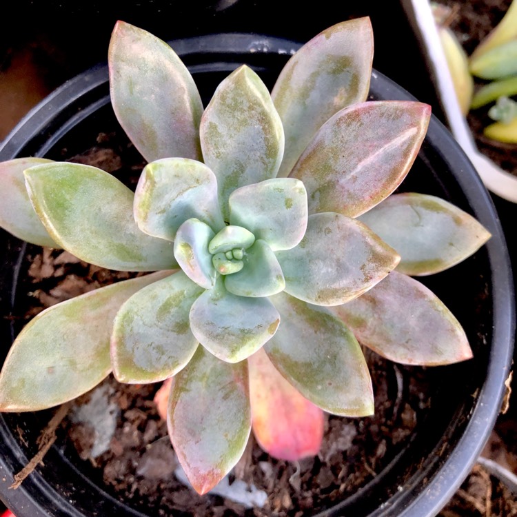 Plant image xGraptoveria Acaulis