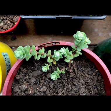 Sedum Oaxacanum