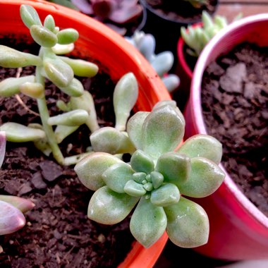 Graptopetalum Mendozae