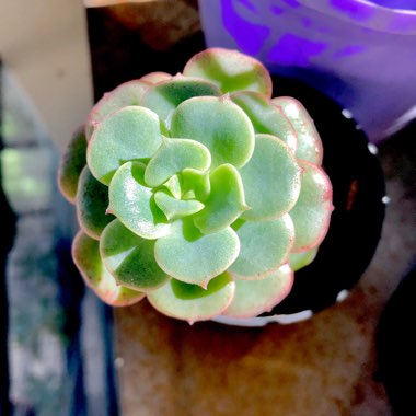 Echeveria Semnan