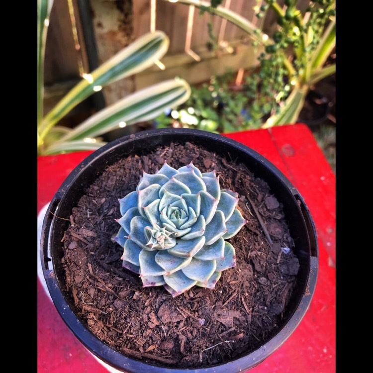 Plant image Echeveria Halbingeri